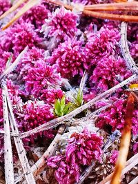 Close-up of pink flowering plants in market