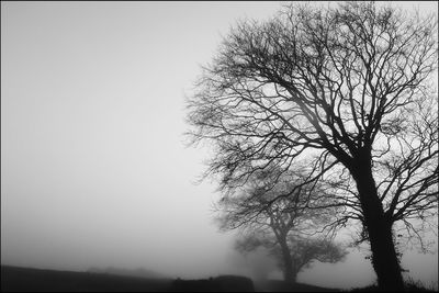 Silhouette bare tree against sky