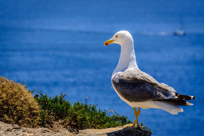 Close-up of seagull perching on sea against sky