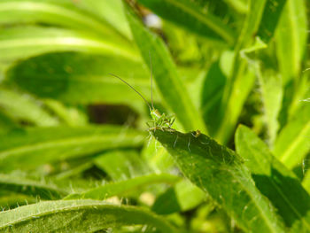 Close-up of insect on leaf