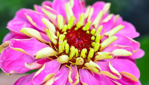 Close-up of pink flower