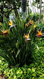 Close-up of flowers blooming outdoors