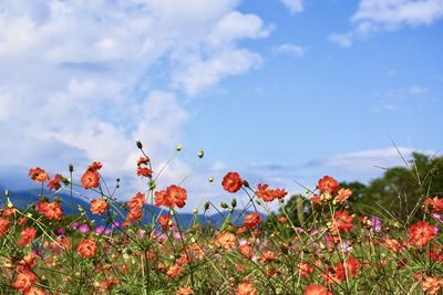 Close-up of flowering plants on field against sky