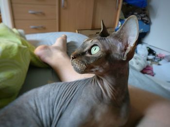 Close-up of cat sitting on sofa at home