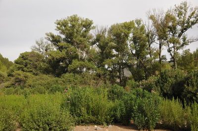 Trees growing on field against sky