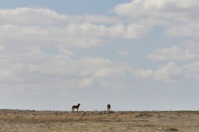 View of horse on field against sky