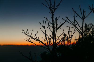 Silhouette plants against sky during sunset