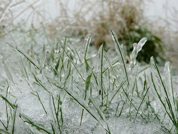 Close-up of plant against white background