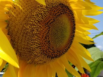 Close-up of sunflower blooming outdoors