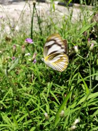 Close-up of butterfly on grass