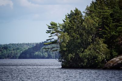 Trees by river in forest against sky