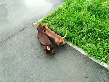 High angle view of dog on footpath