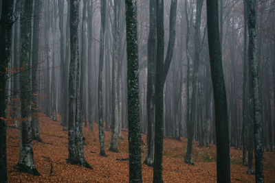 Pine trees in forest