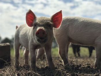 Portrait of an animal on field