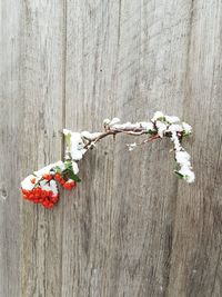 Close-up of flowers on table against wall