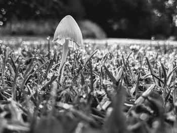 Close-up of mushroom growing on field
