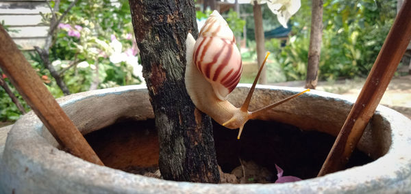 Close-up of hand on tree trunk