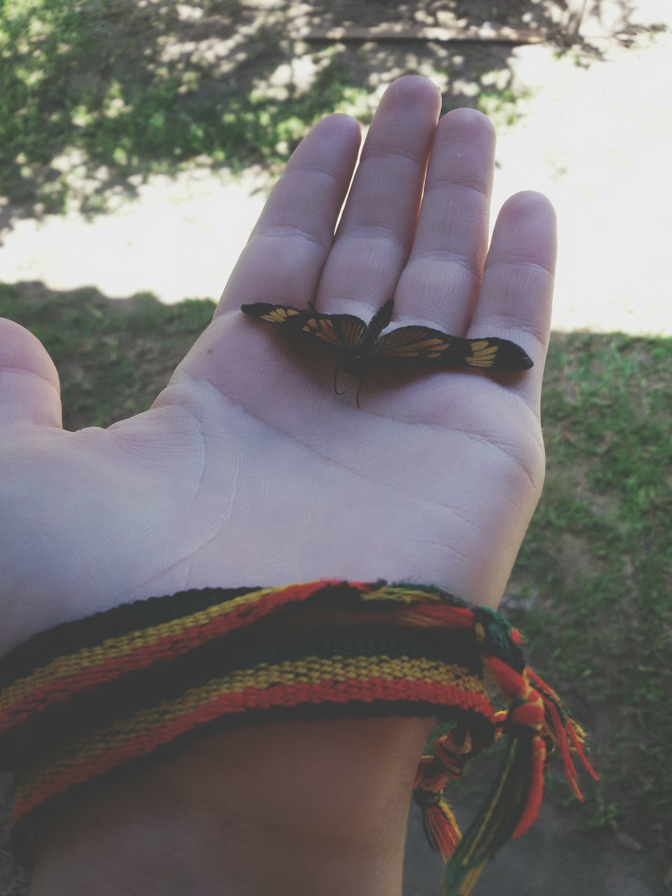 person, part of, personal perspective, close-up, human finger, focus on foreground, cropped, one animal, holding, animal themes, lifestyles, leisure activity, unrecognizable person, showing, day, outdoors, animals in the wild