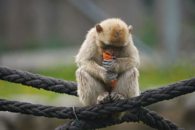 Close-up of rope sitting on wood