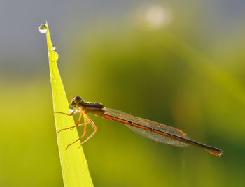 Close-up of damselfly on leaf