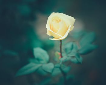 Close-up of rose against blurred background