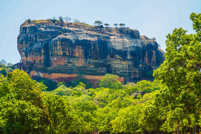 Plants growing on rock against sky