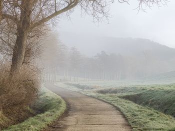 Road amidst trees during foggy weather