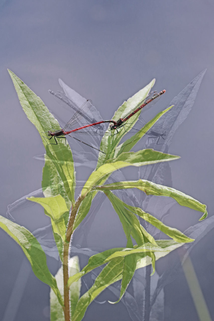 CLOSE-UP OF GRASSHOPPER