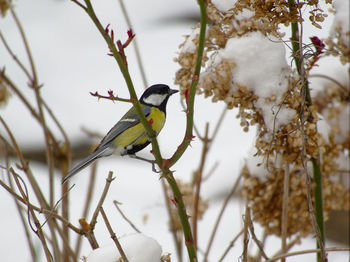 Close-up of bird perching on tree during winter