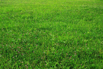 Full frame shot of grass on field