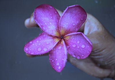 Close-up of water drops on pink rose