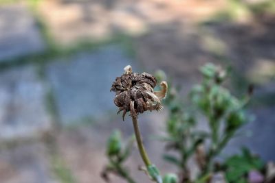 Close-up of wilted plant