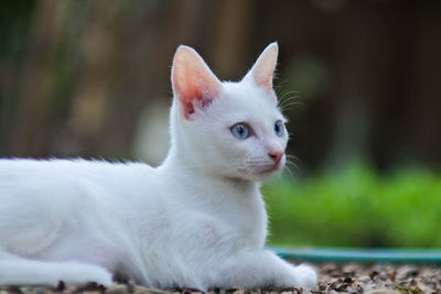 Close-up of a cat looking away