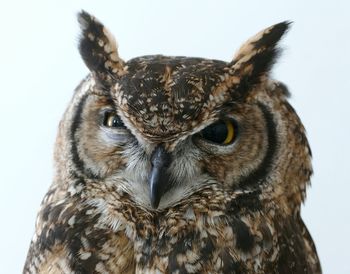 Close-up of great horned owl against white background