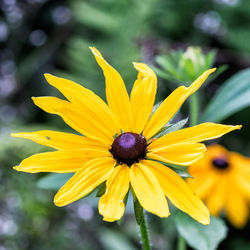 Close-up of yellow flower blooming outdoors