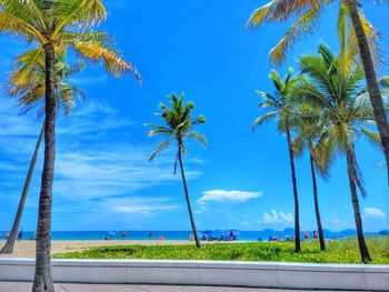 palm tree