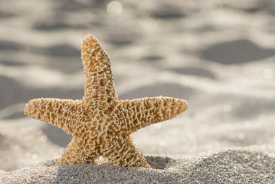 Close-up of sea shore