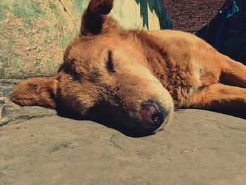 Close-up of dog sleeping