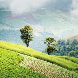 High angle view of rice field against sky