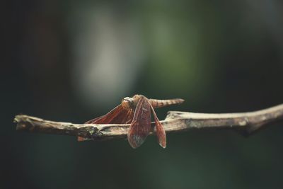 Close-up of insect on branch