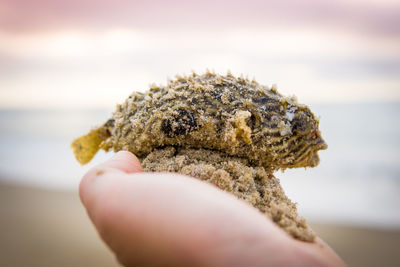 Close-up of human hand holding dead fish