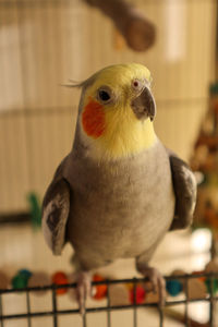 A male cockatiel nymphicus standing on a cage entry