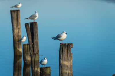 Seagulls on wooden poles in a blue lake