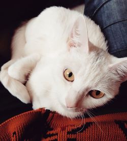 Close-up portrait of cat