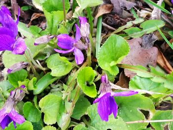 High angle view of wet purple flowers