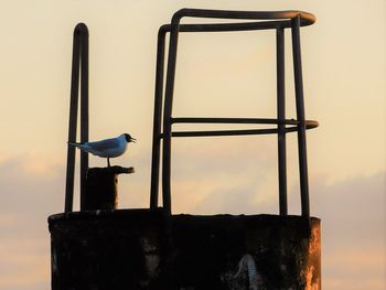 Low angle view of seagull perching on wooden post