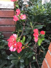 Close-up of pink flowers blooming outdoors