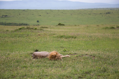 Sheep in a field