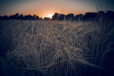 Scenic view of landscape at sunset