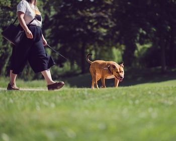 Low section of woman with dog walking on grassy field at park
